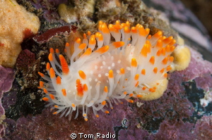 Limacia cockerelli
WA, U.S.A. by Tom Radio 